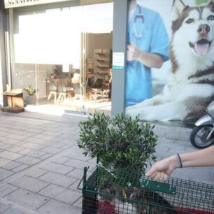 Καστελόριζο: Έσωσαν αδέσποτη γάτα που υπέφερε από λαστιχένιο δακτύλιο στον θώρακα 5 KastelorizoGataVraxioli 5