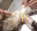 Καστελόριζο: Έσωσαν αδέσποτη γάτα που υπέφερε από λαστιχένιο δακτύλιο στον θώρακα