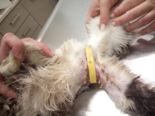 Καστελόριζο: Έσωσαν αδέσποτη γάτα που υπέφερε από λαστιχένιο δακτύλιο στον θώρακα