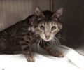 Κερατσίνι Αττικής: Έσωσαν γάτα που κάποιος κακοποίησε με θηλιά στον λαιμό (βίντεο)