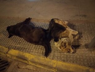 Τρία σκυλιά δολοφονημένα με φόλες στην πόλη της Κομοτηνής (βίντεο)