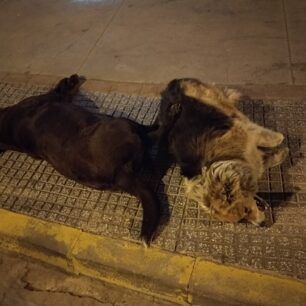Τρία σκυλιά δολοφονημένα με φόλες στην πόλη της Κομοτηνής (βίντεο) 4 KomotiniDilitiriasmenaSkylia12 6 2020 1