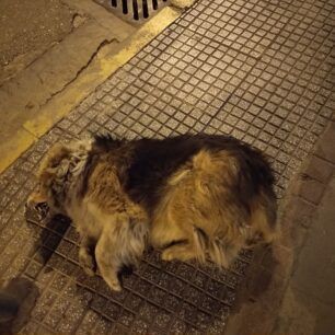 Τρία σκυλιά δολοφονημένα με φόλες στην πόλη της Κομοτηνής (βίντεο) 3 KomotiniDilitiriasmenaSkylia12 6 2020 2