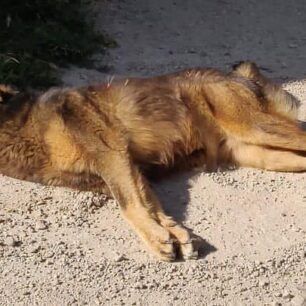 Τρία σκυλιά δολοφονημένα με φόλες στην πόλη της Κομοτηνής (βίντεο) 1 KomotiniDilitiriasmenaSkylia12 6 2020 3