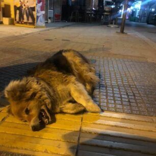 Τρία σκυλιά δολοφονημένα με φόλες στην πόλη της Κομοτηνής (βίντεο) 2 KomotiniDilitiriasmenaSkylia12 6 2020 5