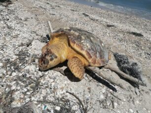 Ακόμα δύο θαλάσσιες χελώνες δολοφονημένες εκβράστηκαν σε ακτή στην Κορωνησία Άρτας