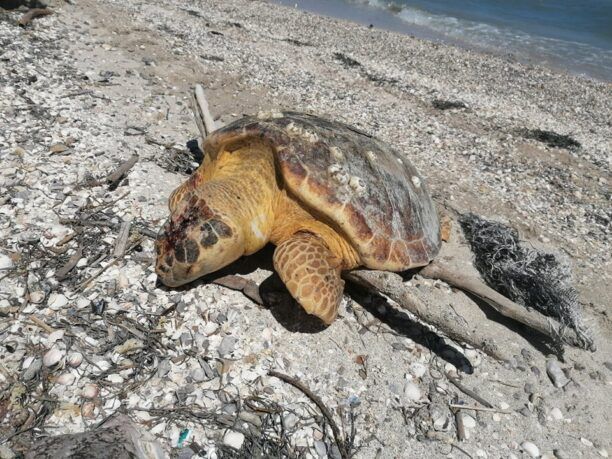 Ακόμα δύο θαλάσσιες χελώνες δολοφονημένες εκβράστηκαν σε ακτή στην Κορωνησία Άρτας