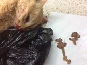 Πολλές γάτες δολοφονημένες με φόλες και στα Κύθηρα