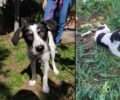 Περπατάει και πάλι και χρειάζεται σπιτικό ο σκύλος που βρέθηκε παράλυτος στη Λάρισα (βίντεο)