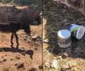 Ρόδος: Γαϊδούρια στη Λίνδο δεμένα στον ήλιο χωρίς νερό (βίντεο)