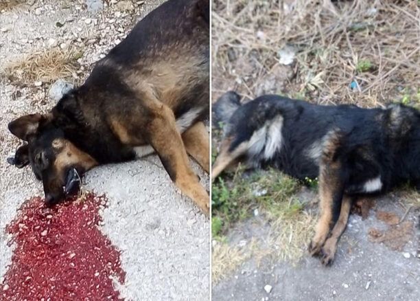 Δολοφονημένα με φόλες δύο αδέσποτα σκυλιά στην Οβρυά Αχαΐας