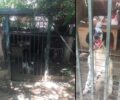 Αθήνα: Αθώωσαν κυνηγό πρώην εισαγγελέα που κακοποιεί σκυλιά στα Πατήσια σε μια δίκη - παρωδία (βίντεο)