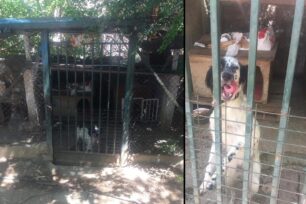 Αθήνα: Αθώωσαν κυνηγό πρώην εισαγγελέα που κακοποιεί σκυλιά στα Πατήσια σε μια δίκη - παρωδία (βίντεο)
