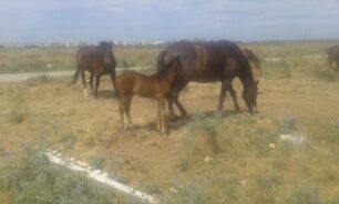 Έκκληση για 16 άλογα που δεν μπορεί να φροντίσει o ιδιοκτήτης τους στην Περαία Θεσσαλονίκης (βίντεο)