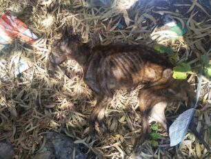 Απολύτως σκελετωμένος σκύλος βρέθηκε πεταμένος στο Σχιστό Περάματος