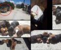 32 κουτάβια μέσα σε δύο μήνες εντοπίστηκαν πεταμένα στην Πέρδικα Θεσπρωτίας (βίντεο)