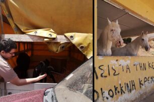 Κατσίκι και αρνί διαρκώς έγκλειστα σε φορτηγό και άλογα σε άθλιες συνθήκες στην Πετρούπολη Αττικής (βίντεο)