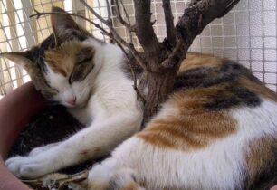 Χάθηκε θηλυκή γάτα στη Λάρισα