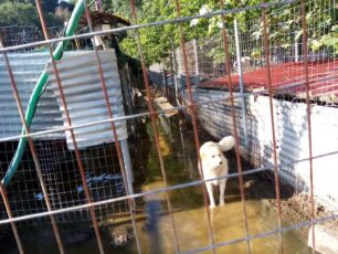 Τραγικές συνθήκες για τα έγκλειστα σκυλιά μέσα στο κυνοκομείο του Δήμου Πρέβεζας – Τα ζώα ζουν πάνω στα λύματα