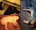 Σκυλιά δολοφονημένα με φόλες στην Πτολεμαΐδα Κοζάνης