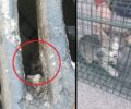 Εθελοντές διασώστες έσωσαν ακόμα ένα γατάκι που κινδύνευε να πνιγεί μέσα σε φρεάτιο στου Ρέντη