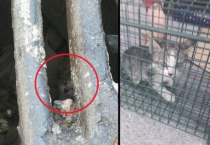 Εθελοντές διασώστες έσωσαν ακόμα ένα γατάκι που κινδύνευε να πνιγεί μέσα σε φρεάτιο στου Ρέντη