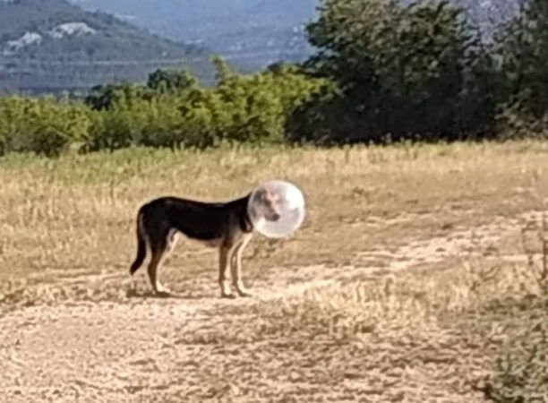 Αναζητούν σκύλο που παγιδεύτηκε με το κεφάλι σε περίβλημα λάμπας κοντά στα Σύμβολα Ροδόπης