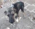 Κορινθία: Έκκληση για έξοδα περίθαλψης άρρωστου σκύλου που βρέθηκε σκελετωμένος στα Λουτρά Ωραίας Ελένης (βίντεο)