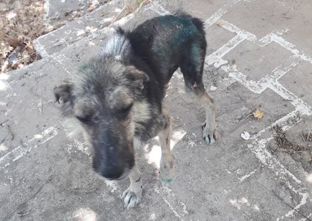 Κορινθία: Έκκληση για έξοδα περίθαλψης άρρωστου σκύλου που βρέθηκε σκελετωμένος στα Λουτρά Ωραίας Ελένης (βίντεο)