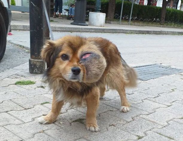 Αχαΐα: Υιοθέτησε σκύλο που βρέθηκε σοβαρά άρρωστος με όγκο στο κεφάλι στην παραλία της Πάτρας (βίντεο)