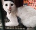 Έσωσαν γάτα που περιφερόταν με θηλιά στον λαιμό στη Θεσσαλονίκη