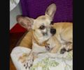 Βρέθηκε - Χάθηκε μικρόσωμος αρσενικός σκύλος στη Μεταμόρφωση Αττικής