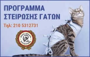 Πρόγραμμα στείρωσης και περίθαλψης για αδέσποτες γάτες από τον Δήμο Αιγάλεω