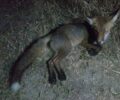 Έκκληση για να σωθεί σοβαρά τραυματισμένη αλεπού που βρέθηκε στη Νικήτη Χαλκιδικής