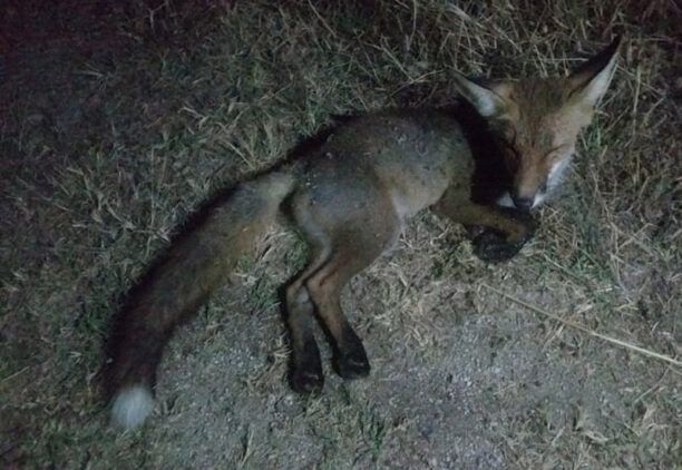 Έκκληση για να σωθεί σοβαρά τραυματισμένη αλεπού που βρέθηκε στη Νικήτη Χαλκιδικής