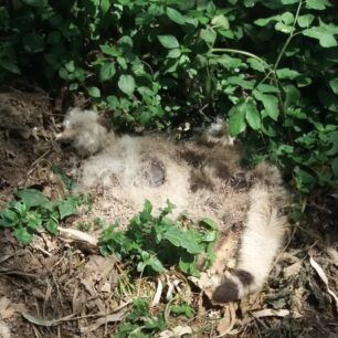 AndrosGatesNekresKorthiMaios2020 1