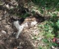 Άνδρος: Γάτες νεκρές από φόλες ξανά στο Κορθί
