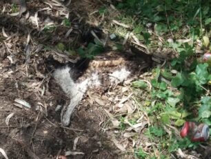 Άνδρος: Γάτες νεκρές από φόλες ξανά στο Κορθί