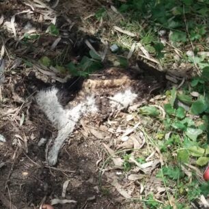 AndrosGatesNekresKorthiMaios2020 2