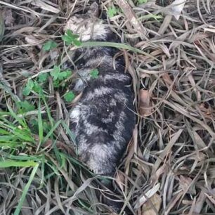 AndrosGatesNekresKorthiMaios2020 3