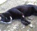 Άνδρος: Γάτες νεκρές από φόλες στο Μπατσί