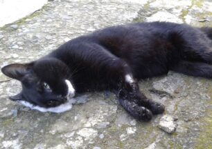 Άνδρος: Γάτες νεκρές από φόλες στο Μπατσί