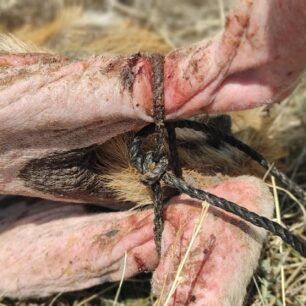 ArxontikoPellasSkylosArrostosDemenaPodia17 7 2020 1