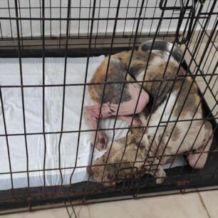 ArxontikoPellasSkylosArrostosDemenaPodia17 7 2020 2