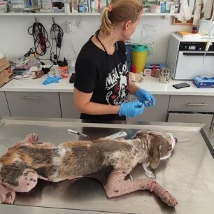 ArxontikoPellasSkylosArrostosDemenaPodia17 7 2020 3