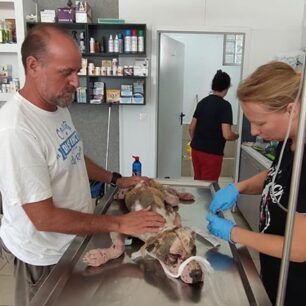 ArxontikoPellasSkylosArrostosDemenaPodia17 7 2020 4