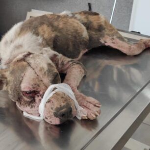 ArxontikoPellasSkylosArrostosDemenaPodia17 7 2020 5