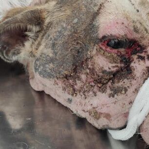 ArxontikoPellasSkylosArrostosDemenaPodia17 7 2020 6