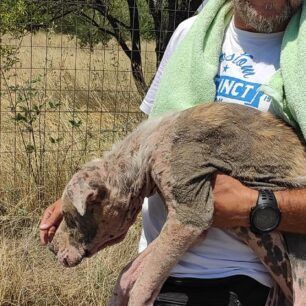 ArxontikoPellasSkylosArrostosDemenaPodia17 7 2020 7