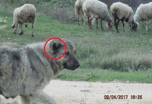 Θεσσαλονίκη: Καταδικάστηκε με αναστολή βοσκός που έκοβε τα αυτιά των σκυλιών του στο χωριό Ασκός